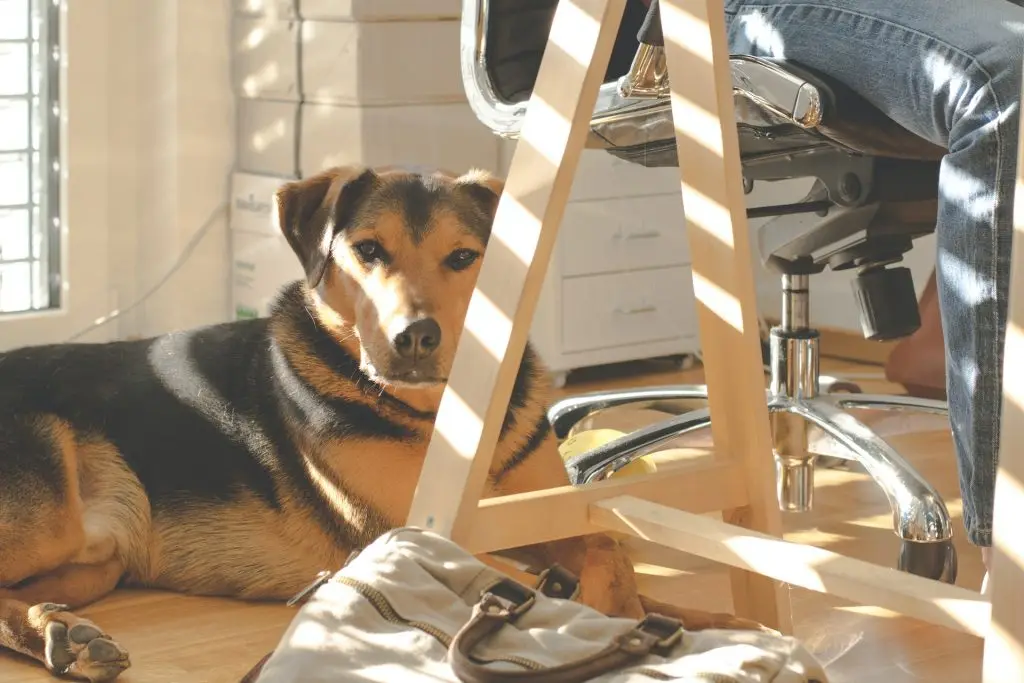 The Office Dog Chronicles - How you can create the perfect environment 1 Office Dog Guide